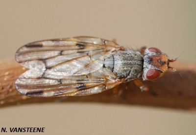 Otites sp